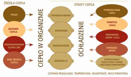Czynniki regulujące